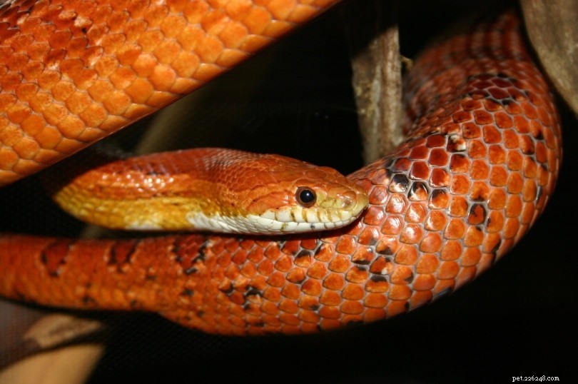 Top Verified Corn Snake Breeders in the U.S., U.K., Canada & Australia – 2022