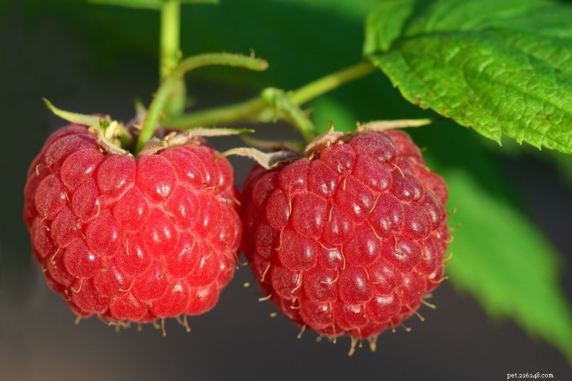 Do Iguanas Thrive on Raspberries? Key Feeding Insights
