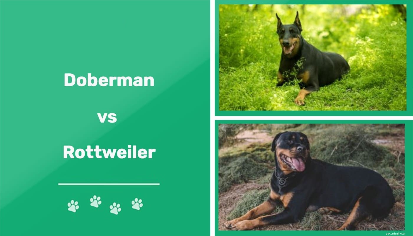 Doberman vs. Rottweiler: Key Differences You Should Know