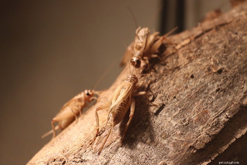 Should Iguanas Eat Crickets? Expert Guide to Their Diet