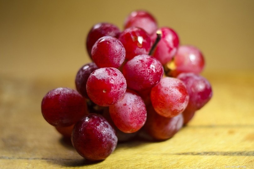 Can Iguanas Safely Eat Grapes? Nutrition Guide