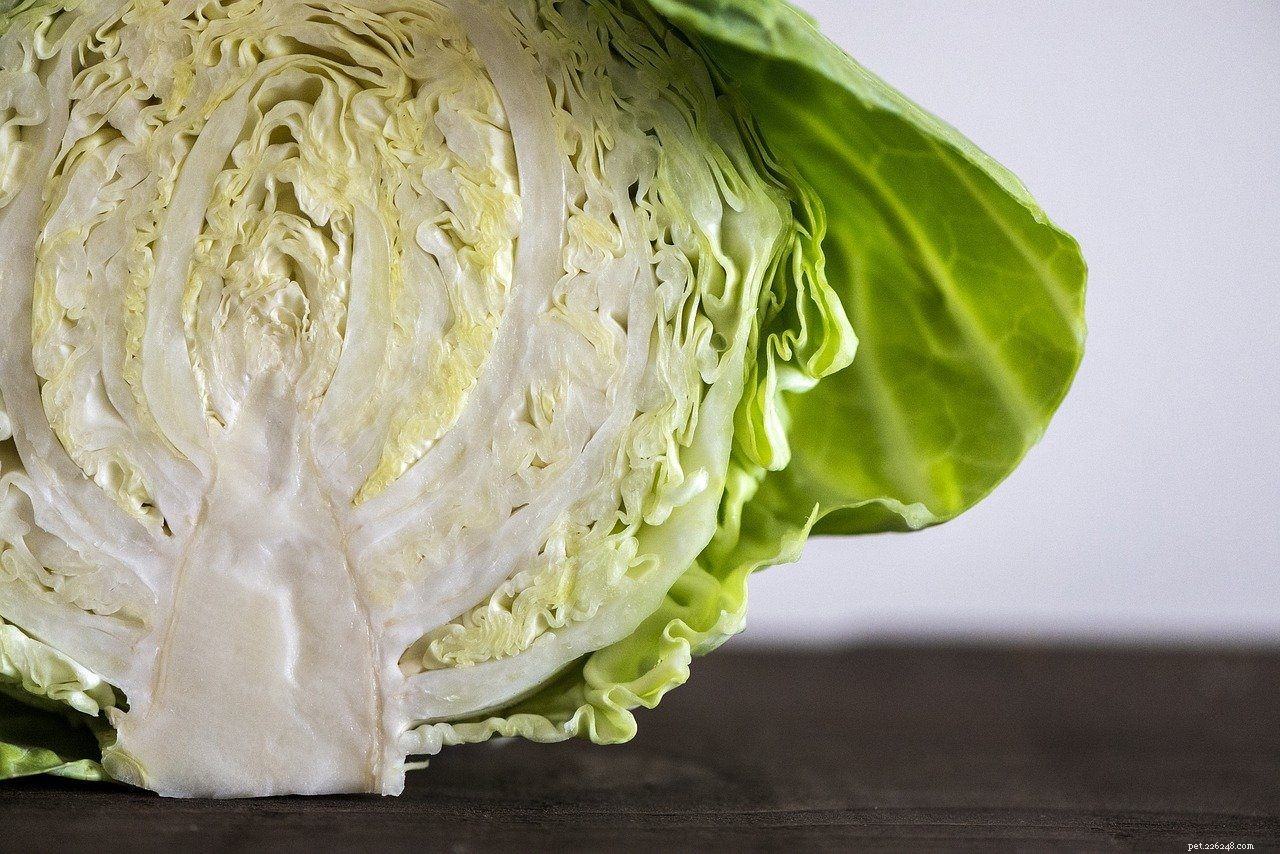 Is Cabbage Safe for Iguanas? Expert Feeding Guide