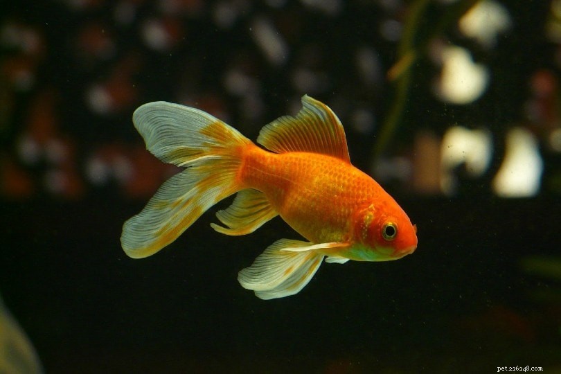 Top 13 Goldfish Tank Mates – 2022 Compatibility Guide