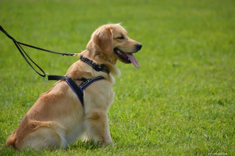 How Much Do Golden Retrievers Shed? Understanding Shedding Frequency and Management