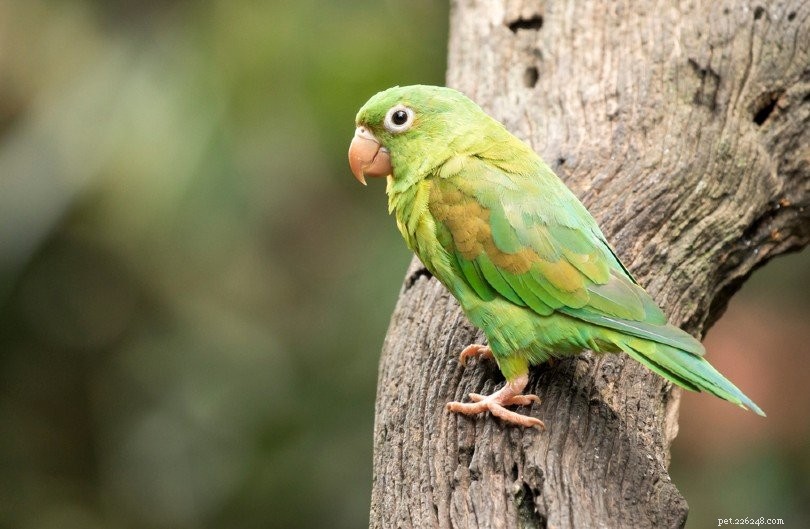 English Budgies: A Guide to Companion Parakeets