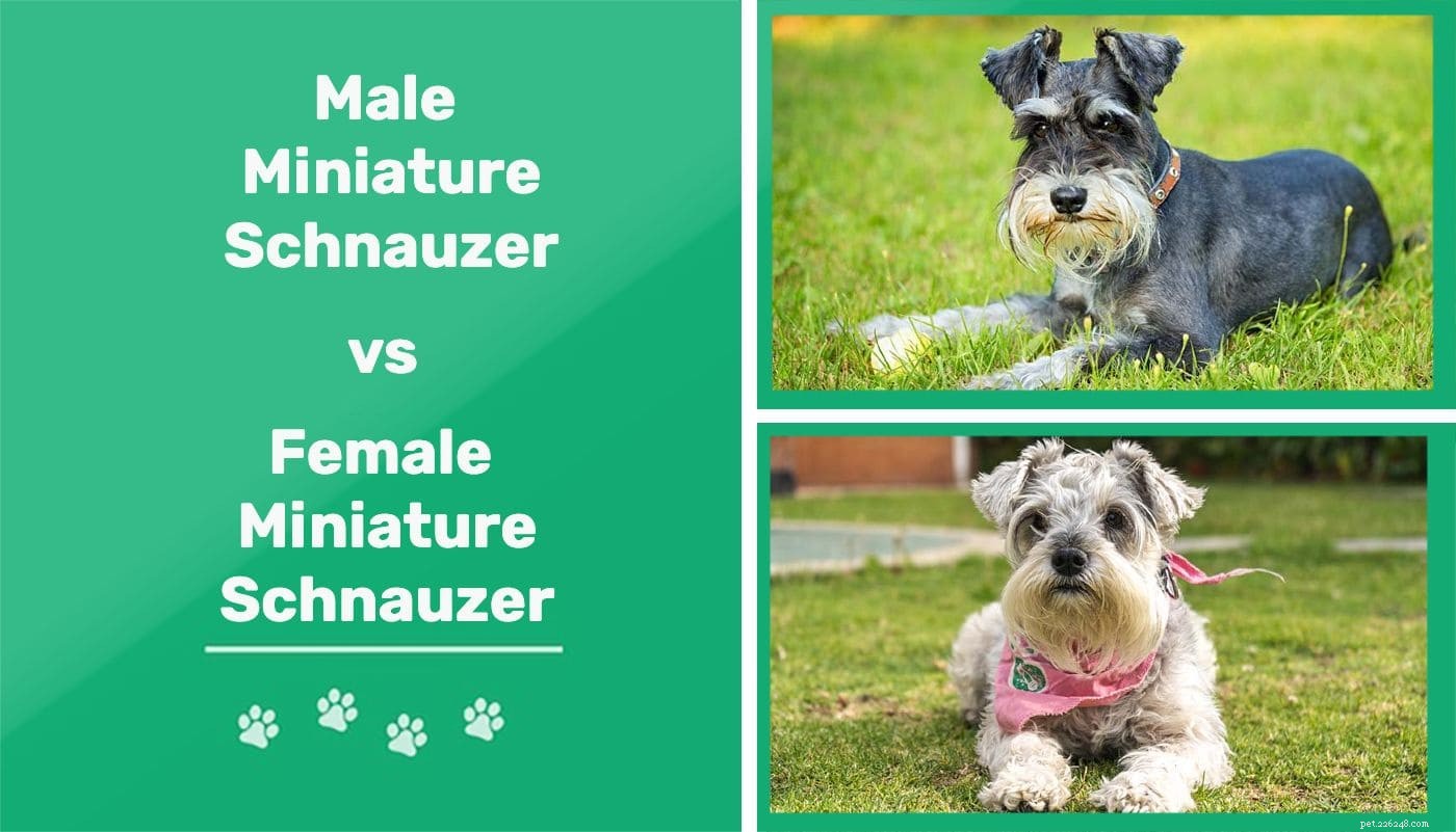 Male vs Female Miniature Schnauzer: Key Differences & Choosing the Right One