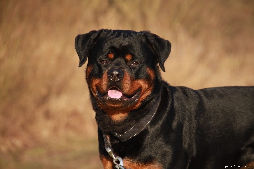 Do Rottweiler Ears Get Cropped? Breed Standards Explained