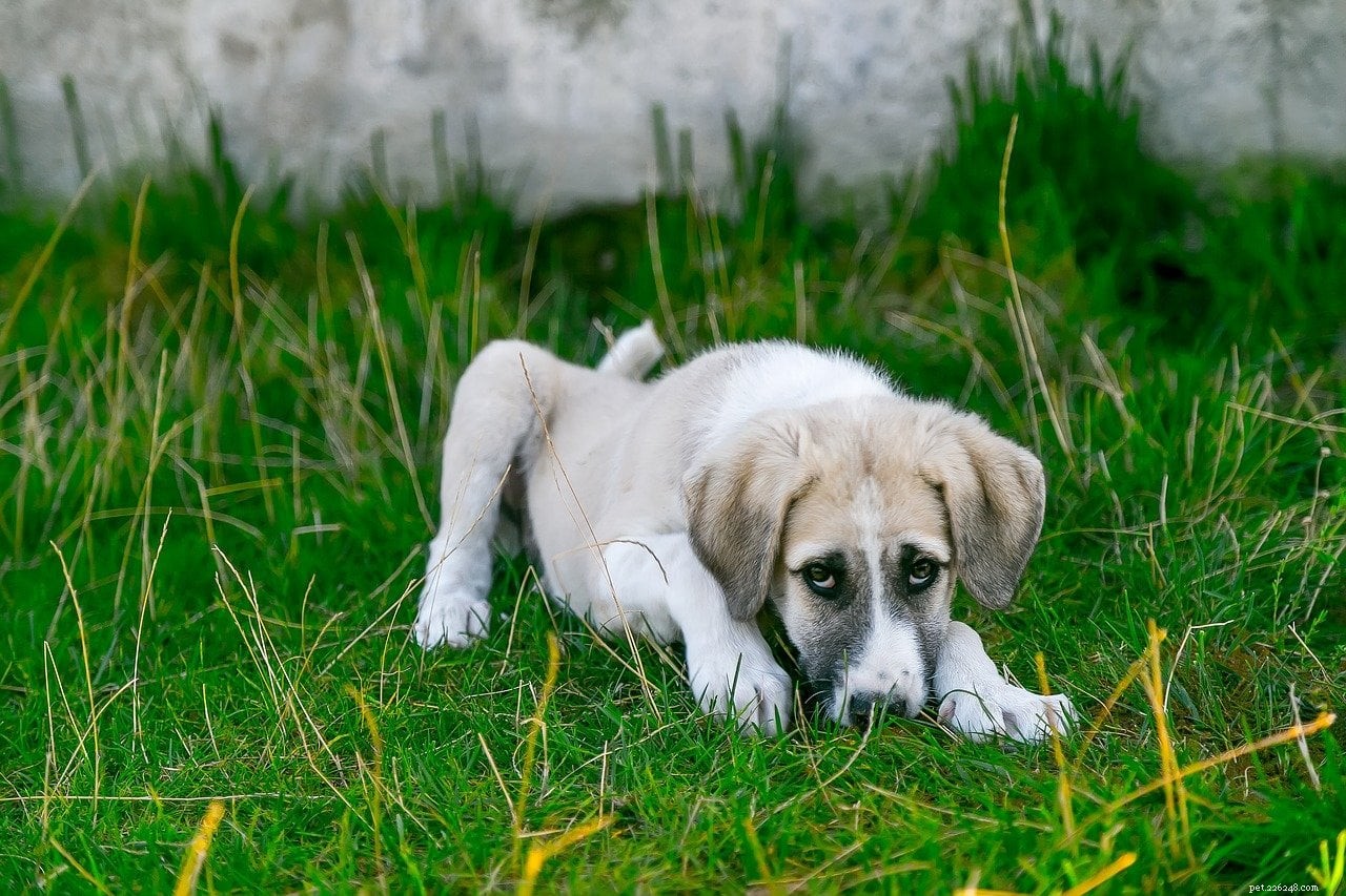 Puppy Diarrhea: Causes, Symptoms, and Vet‑Recommended Care