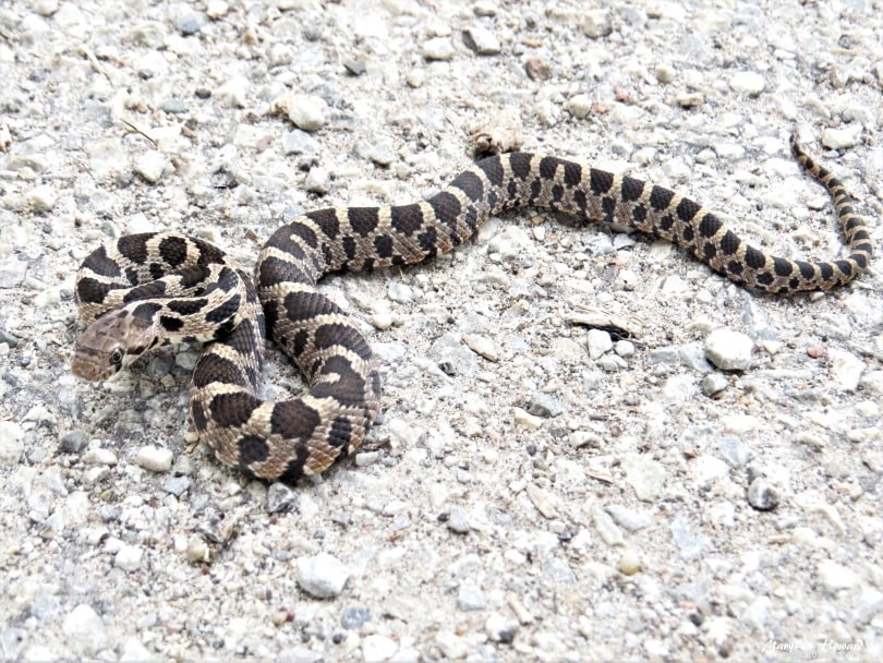 Discover 19 Native Ohio Snakes: A Comprehensive Guide