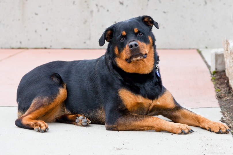 Roman Rottweiler – Classic Strength & Loyalty