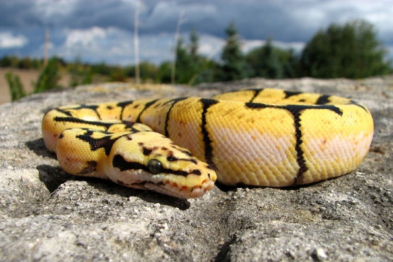 Can Ball Pythons Swim? Discover Their Love for Water