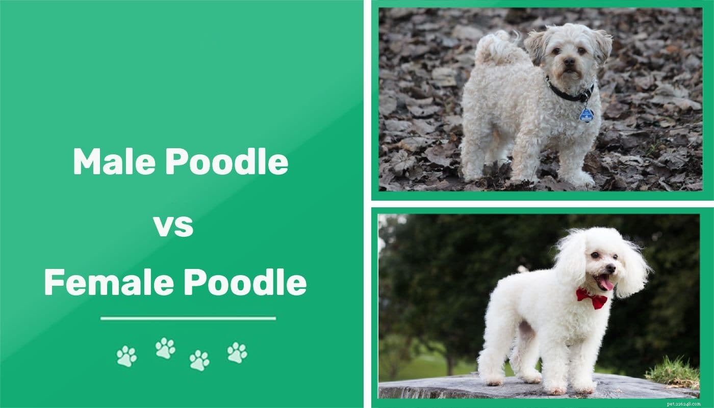 Male vs Female Poodle: Key Personality and Care Differences Explained