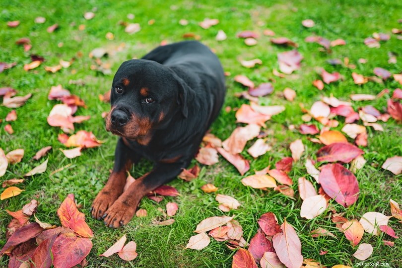 Miniature Rottweiler – The Compact, Loyal Guard Dog