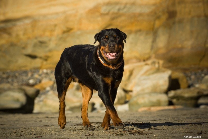 Rottweiler Breed‑Specific Legislation: Which States Ban or Restrict Them?
