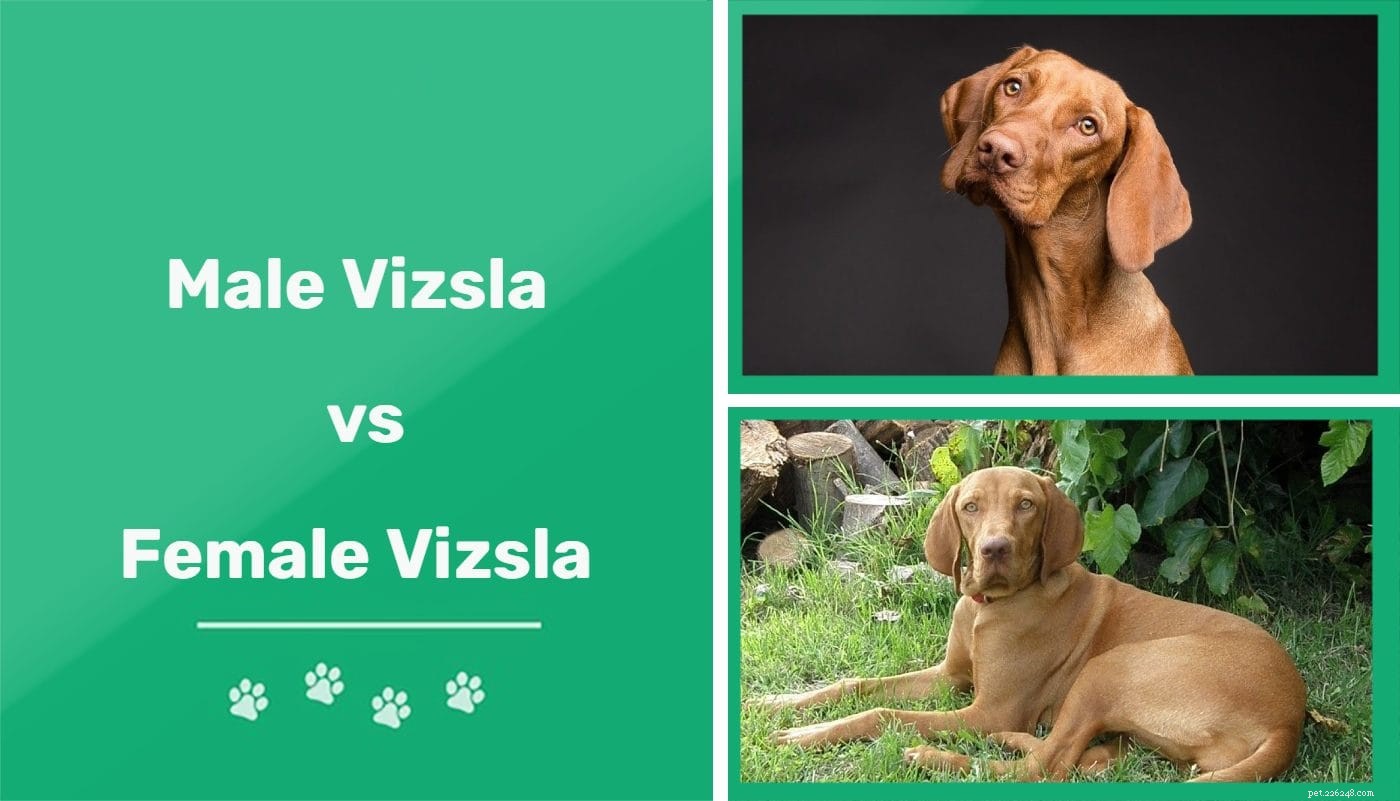 Male vs. Female Vizslas: Key Differences & Which One Is Right for You