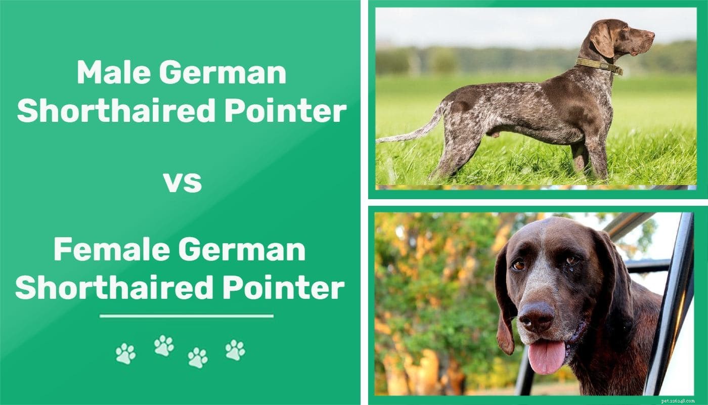 Choosing Between Male and Female German Shorthaired Pointers: Key Differences Explained