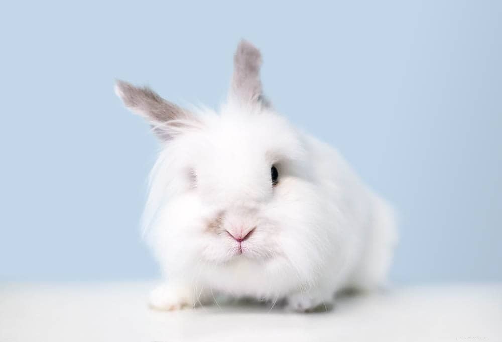10 Must‑Ask Questions When Buying a Rabbit from a Breeder (2024 Update)