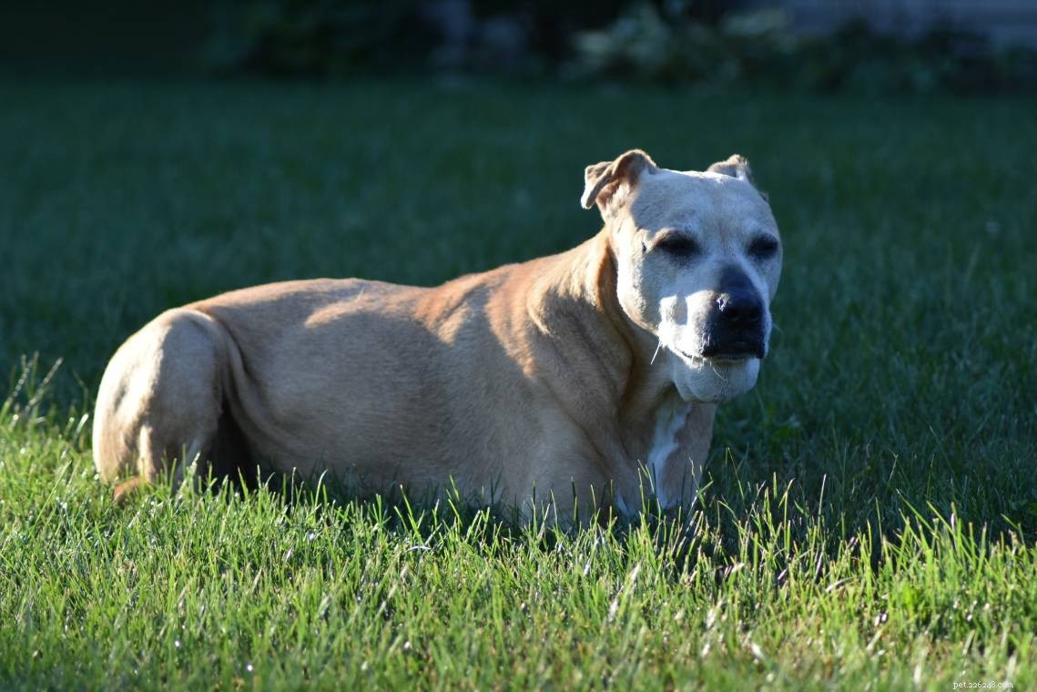 Discover 10 Premier Pitbull Bloodlines