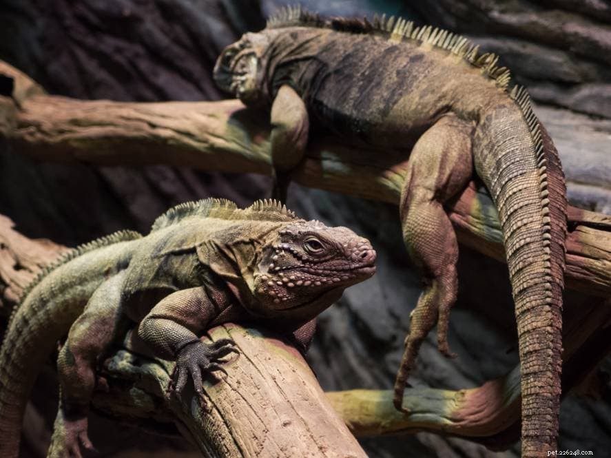 Do Iguanas Bite Humans? Key Facts for Pet Owners and Enthusiasts