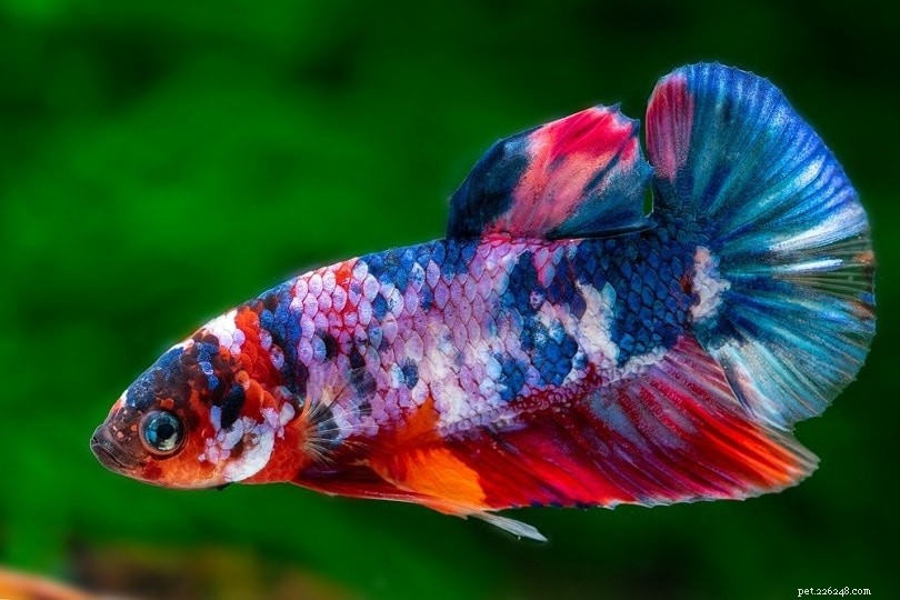 Koi Betta (Marbled Betta): Care Guide & Essential Facts