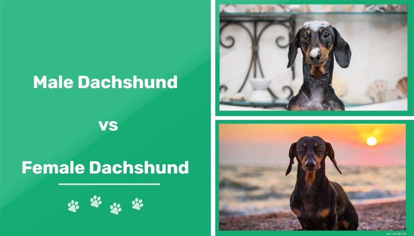 Male vs Female Dachshunds: Key Differences Every Owner Should Know