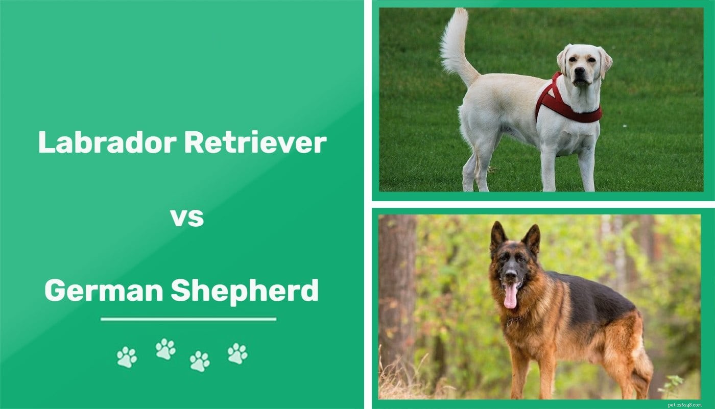 Labrador Retriever vs. German Shepherd: Which Breed Suits Your Family Best?