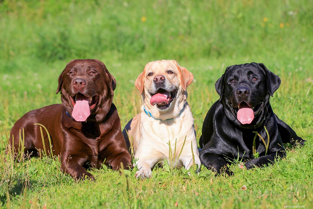Minnesota Labrador Retriever Puppies for Sale 2022 – Trusted Breeder Directory
