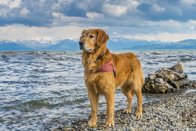 Golden Retrievers for First‑Time Owners: Why They’re a Smart Choice