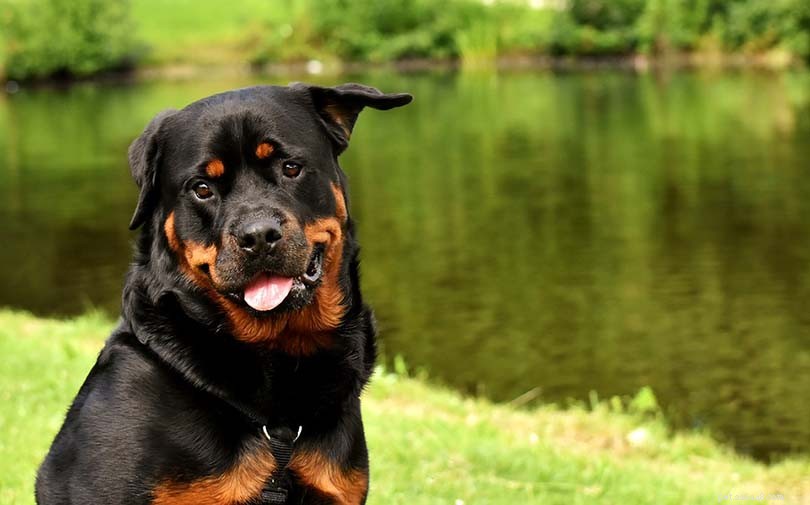 Rottweilers: Unveiling Their Intelligence and Loyalty