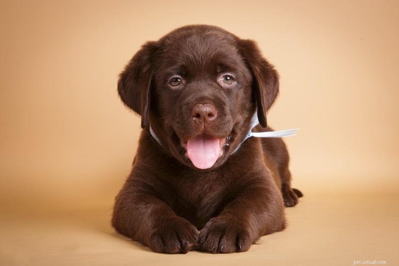 Trusted Labrador Retriever Puppy Breeders in Iowa – 2022 List & Buying Guide