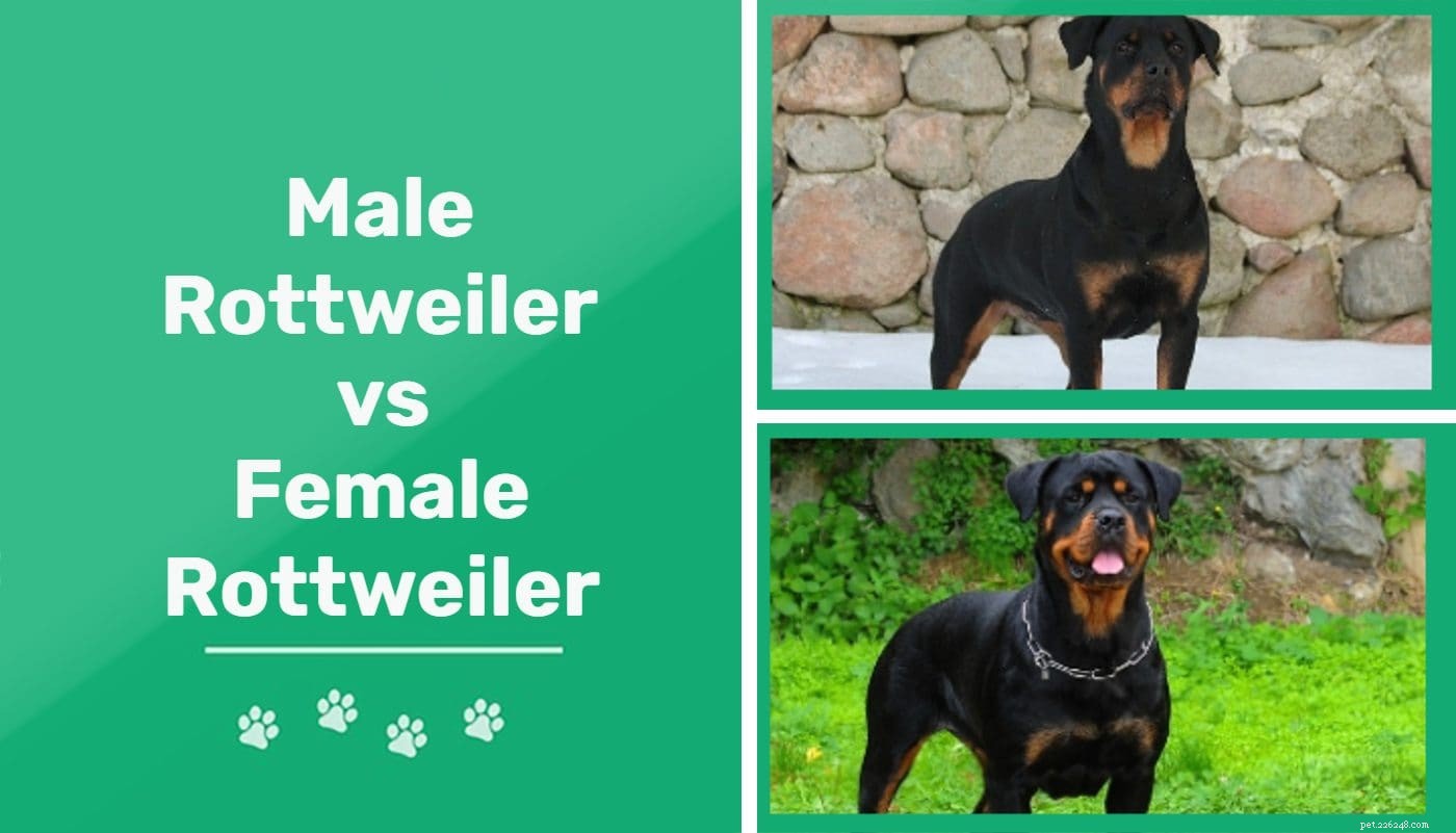 Choosing Between Male and Female Rottweilers: Key Differences Explained
