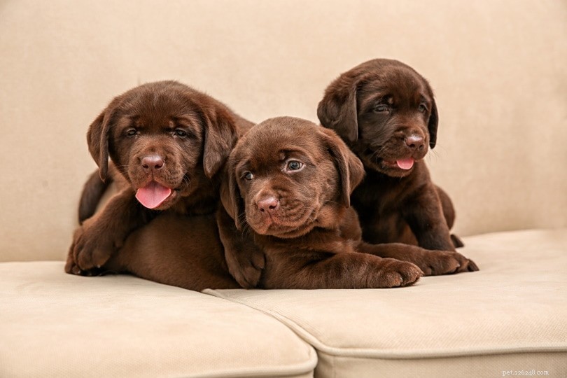 Trusted Labrador Retriever Puppies in Virginia – 2022 Breeder Directory