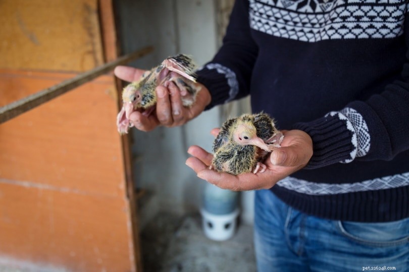 Choosing a Trusted Bird Breeder: Expert Tips & Key Questions