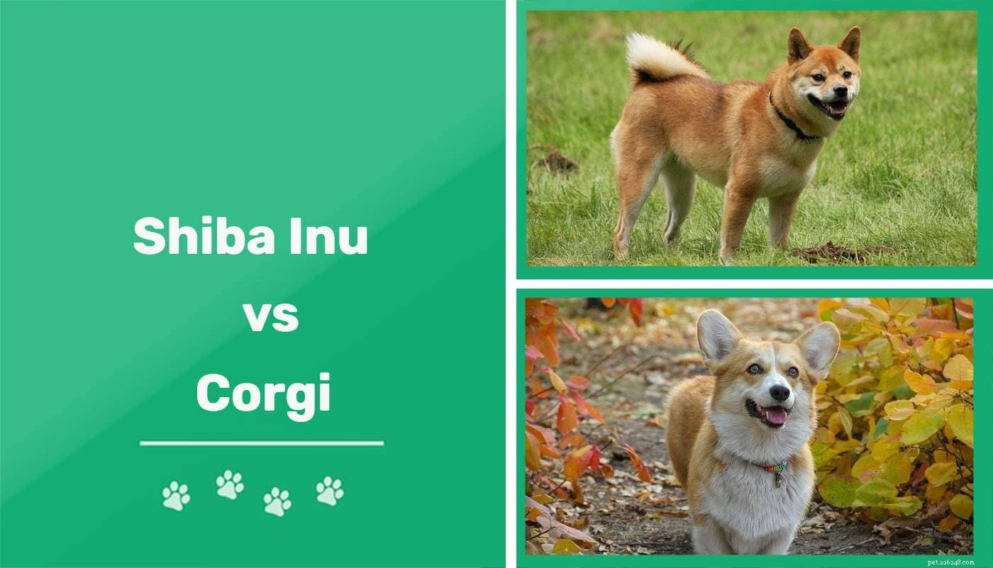 Shiba Inu vs. Corgi – Which Breed Fits Your Lifestyle?
