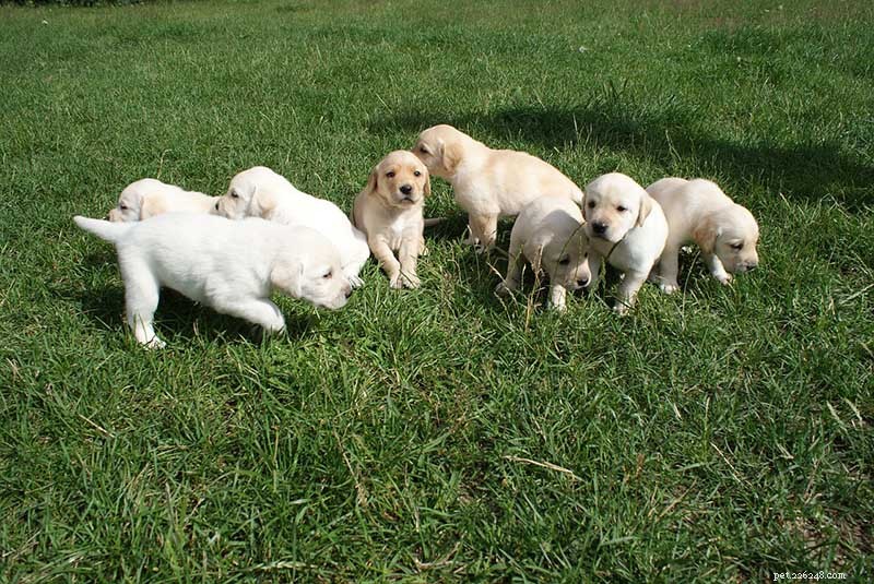 Trusted Labrador Retriever Puppies in Oklahoma – 2022 Breeder Directory