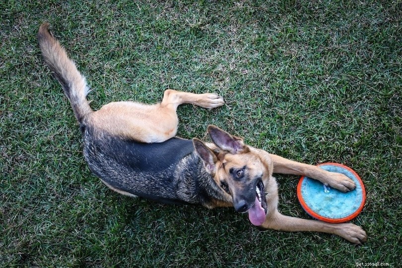 11 Engaging Games & Activities to Keep Your German Shepherd Active and Well‑Behaved