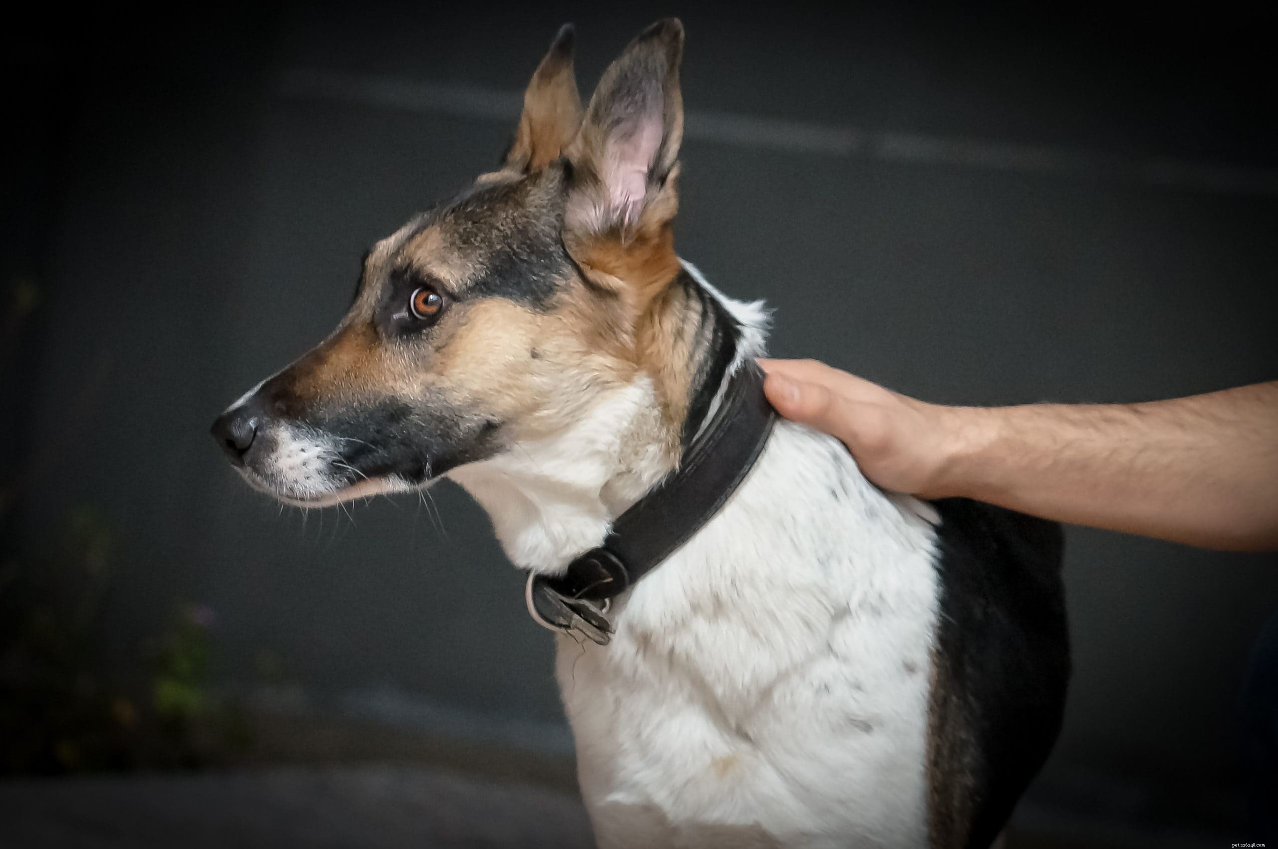 Panda German Shepherd: Size, Temperament, and Family Suitability
