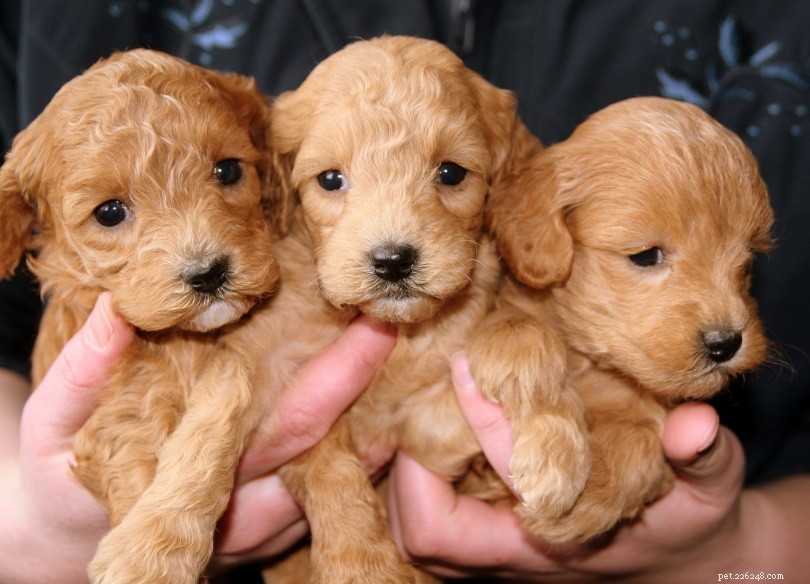 Top Arkansas Labrador Retriever Breeders – 2022 Puppy Listings & Buying Guide