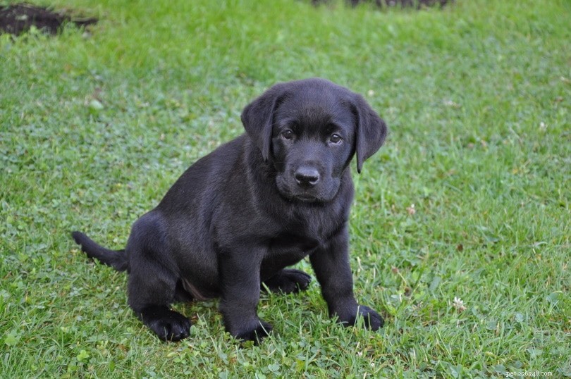 Top Mississippi Labrador Retriever Breeders 2022 – Find Healthy, Certified Puppies