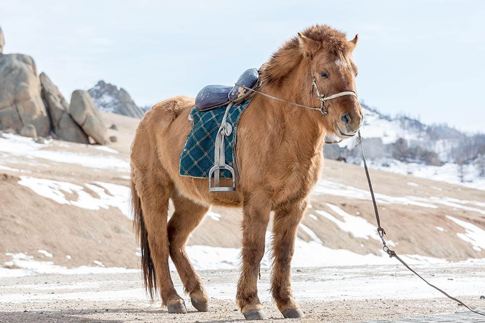 13 Incredible World Records Set by Horses (Updated 2022)