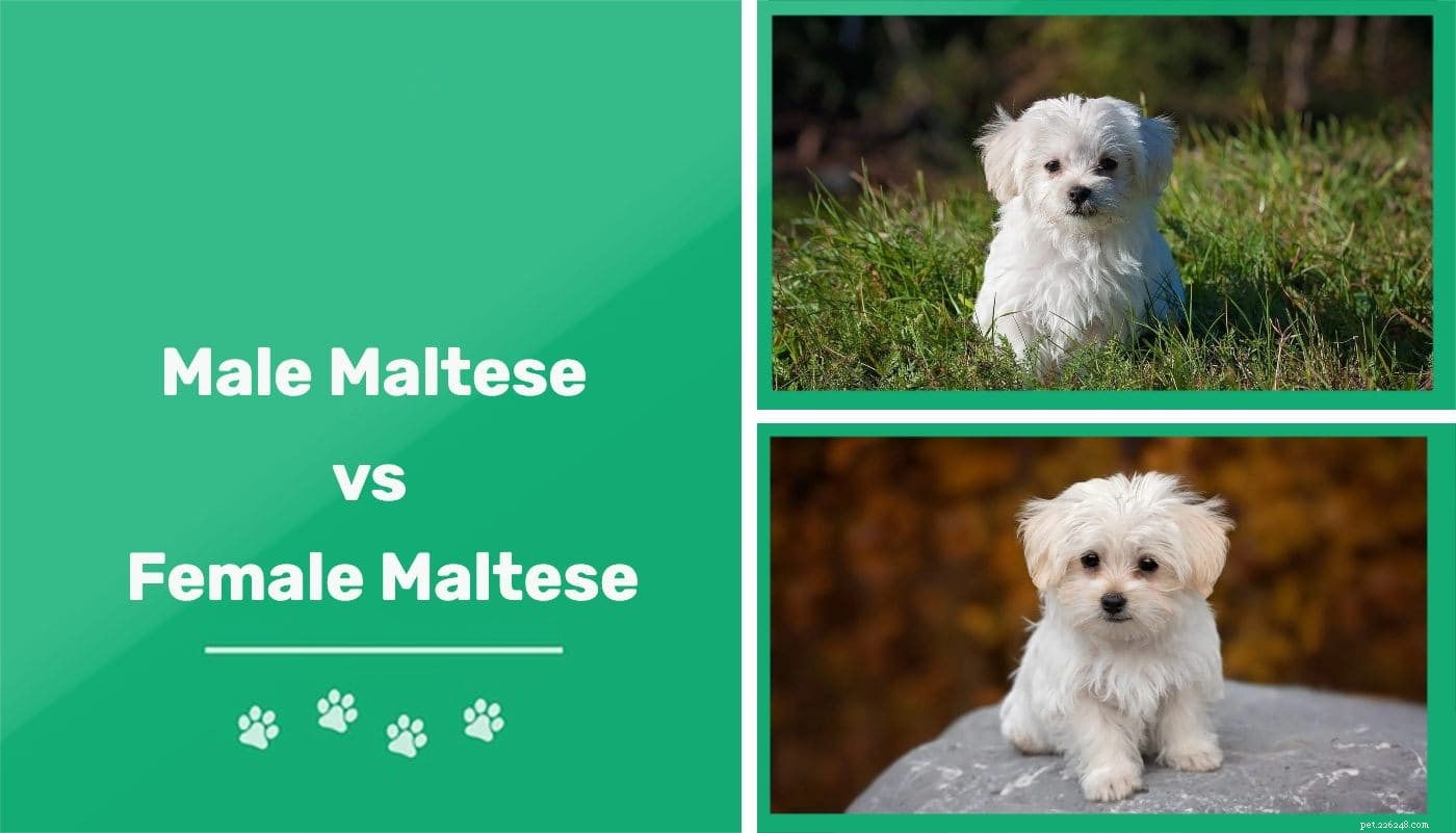 Male vs Female Maltese: Key Differences Explained