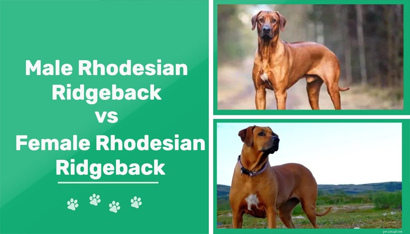 Male vs Female Rhodesian Ridgeback: Key Personality & Size Differences Explained
