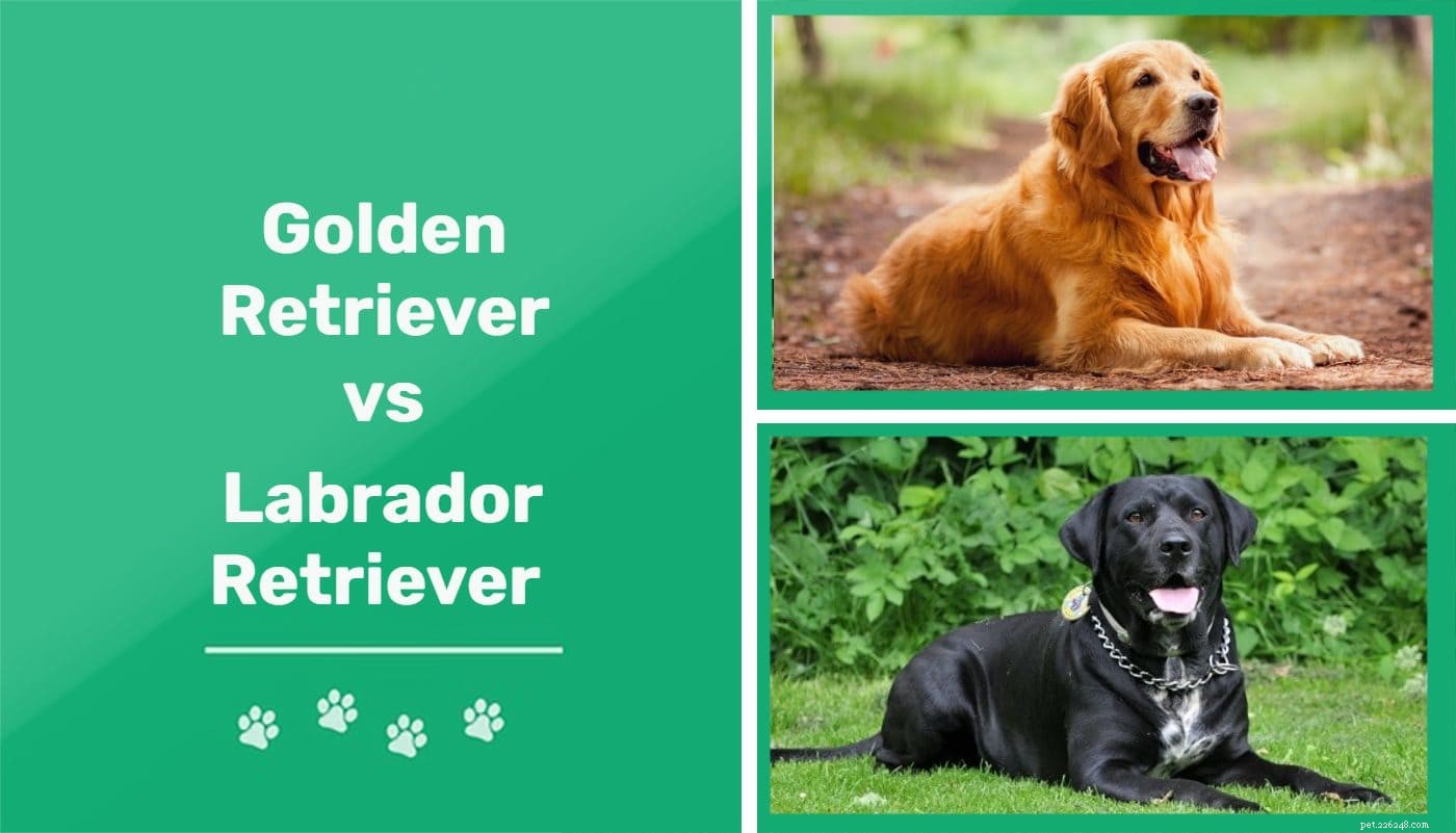 Golden Retriever vs Labrador Retriever: Key Differences & Which Is Right for You