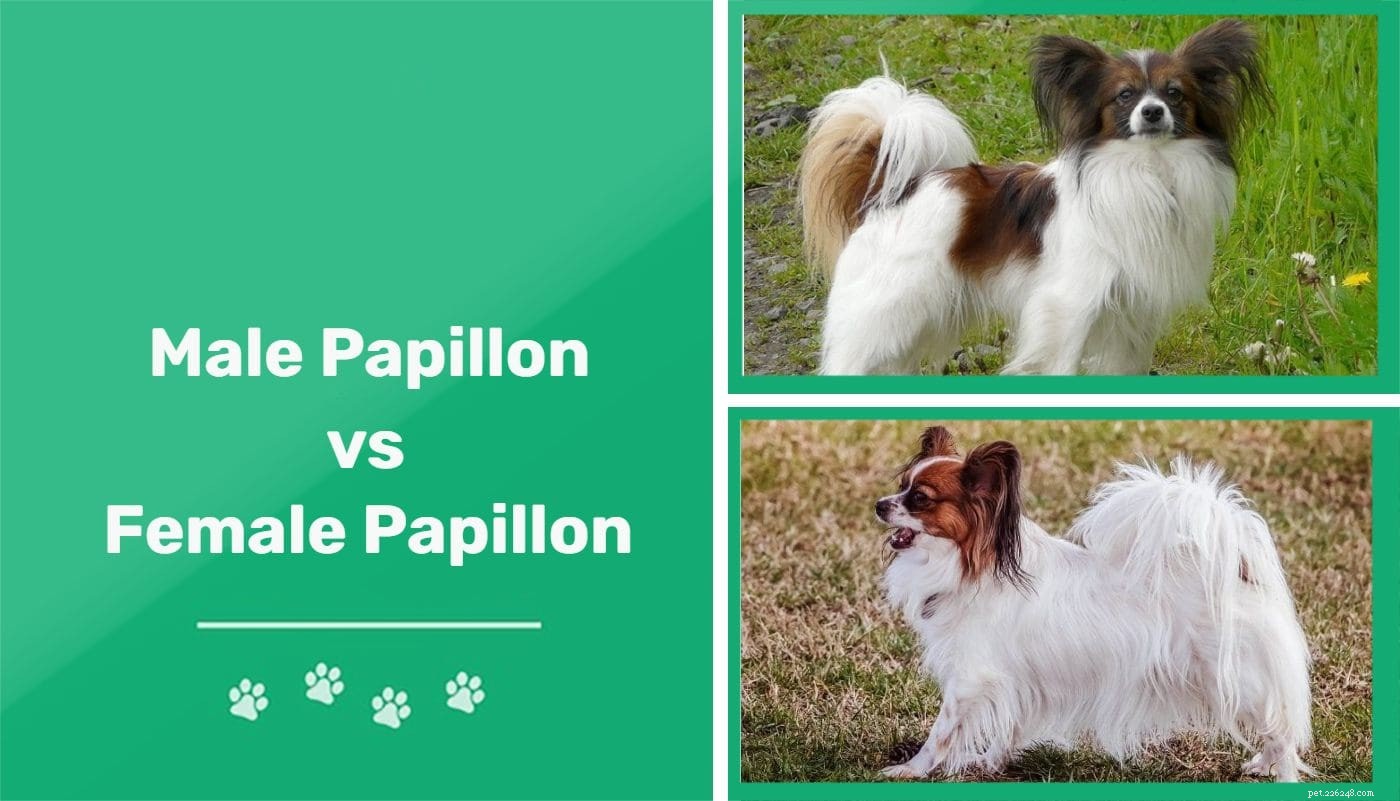 Male vs Female Papillons: Key Differences Explained