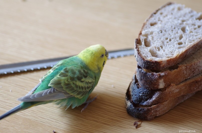 Is Bread Safe for Parrots? Expert Guidance on Feeding Bread to Your Avian Friend