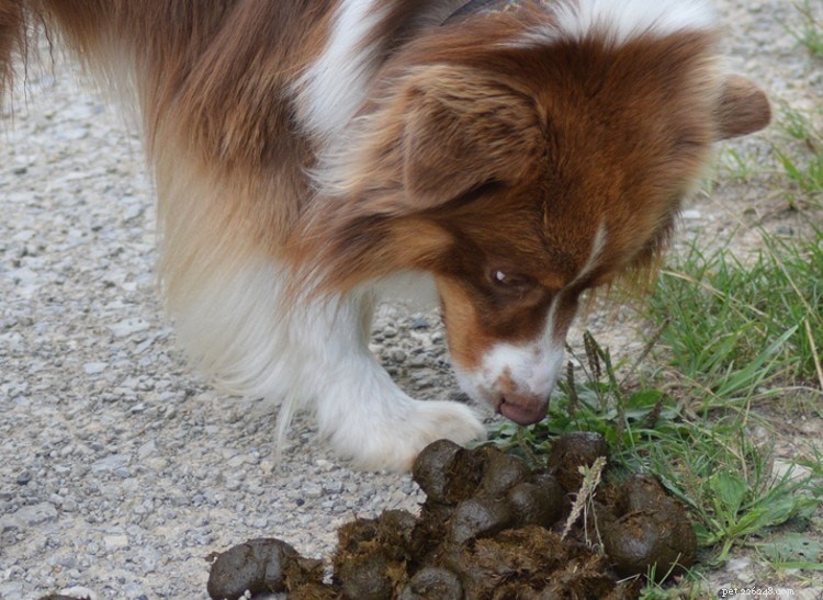 Puppies and Coprophagia: Causes, Why They Do It, and Proven Ways to Stop It