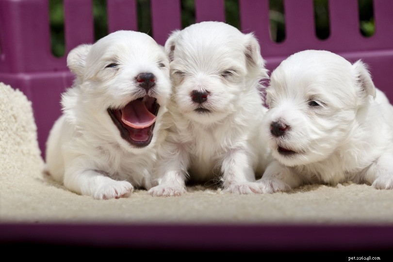 Safely Remove Fleas from Newborn Puppies – Essential Pre-Treatment Steps