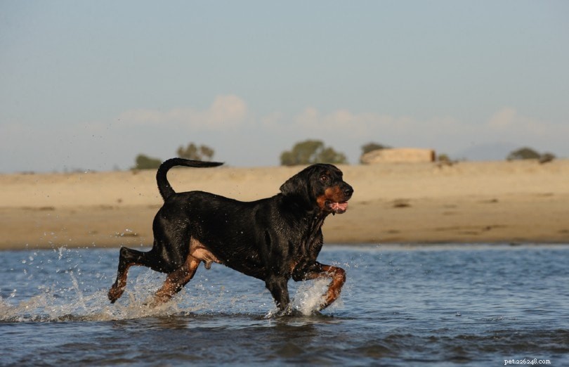 Discover the Six Distinct Coonhound Breeds for Your Family