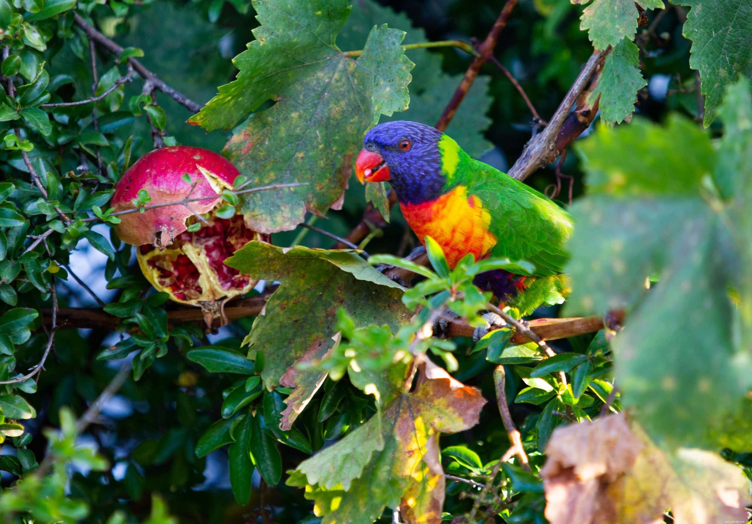 Is Pomegranate Safe for Parrots? A Comprehensive Guide