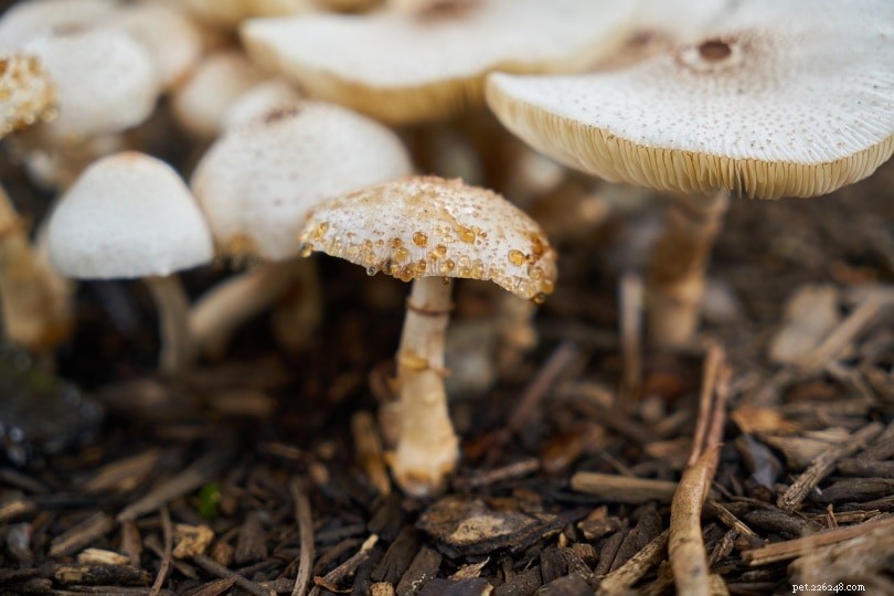 Are Mushrooms Safe for Parrots? A Comprehensive Guide